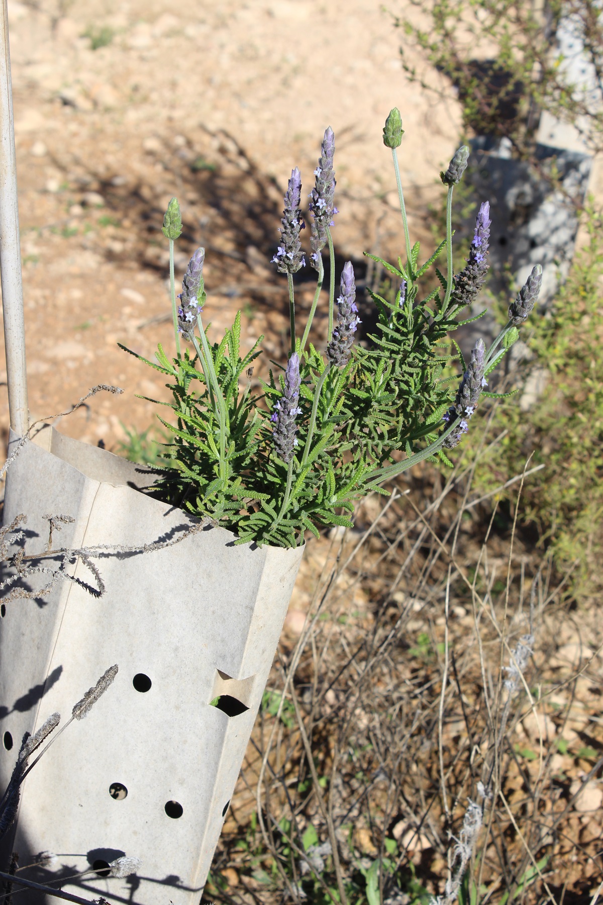 VOLUNTARIOS DE ACCEM