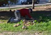 Bosque  Romano Cartagena diciembre plantacin La Vaguada