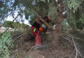 Bosque  Romano Cartagena diciembre labores de mantenimiento plantaciones