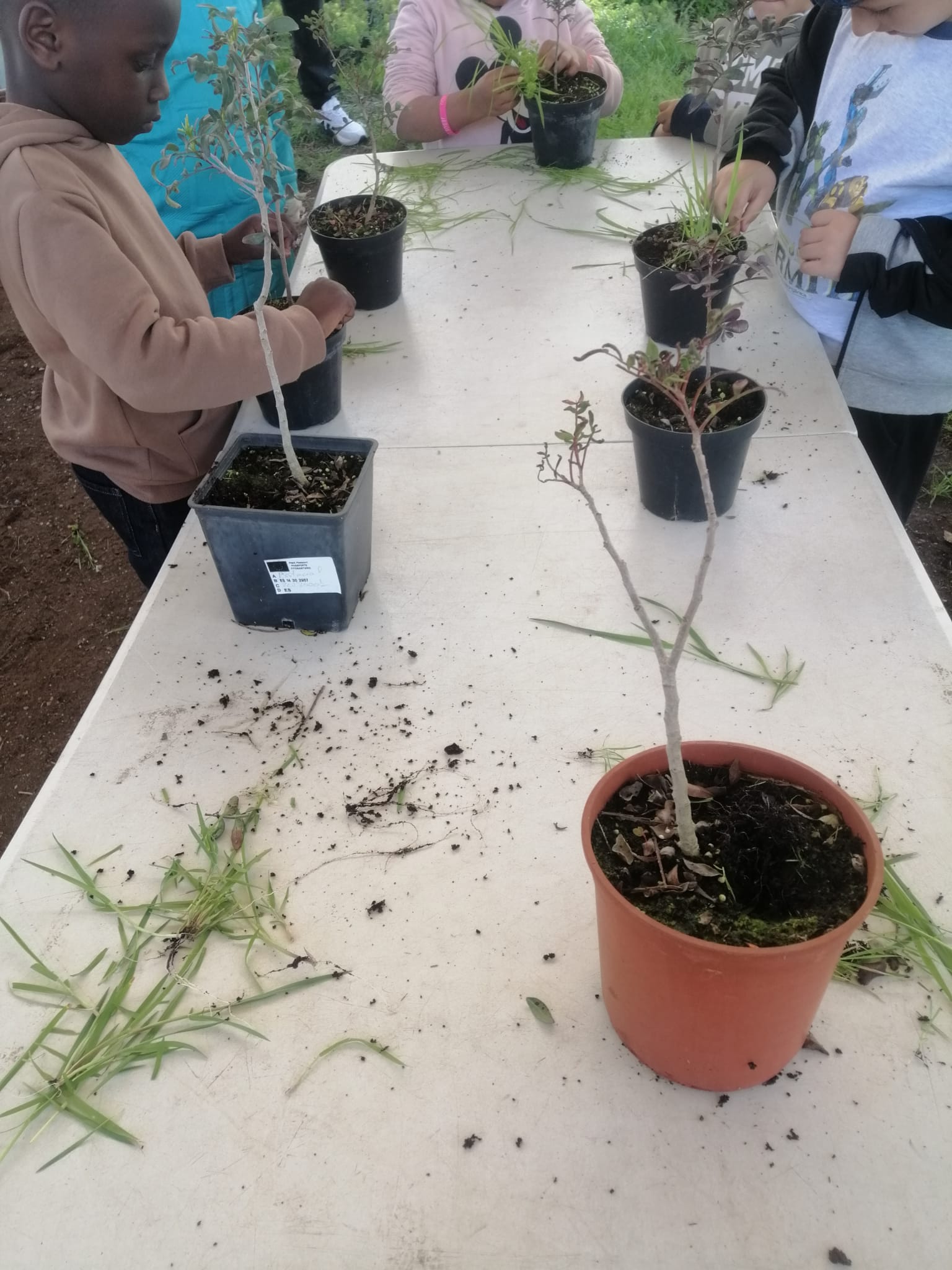 Bosque  Romano Cartagena febrero educacin ambiental vivero